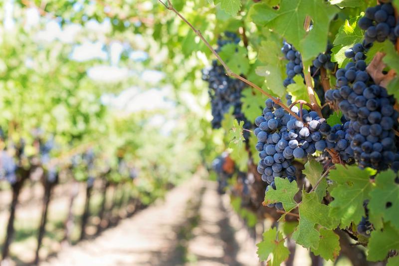  Аграріям представили нового робота для перевірки стиглості винограду