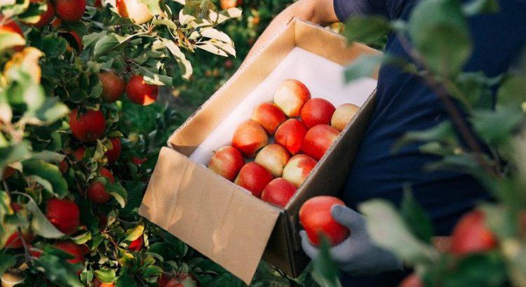  Нові сорти яблук замінять найпопулярнішу п’ятірку у Європі