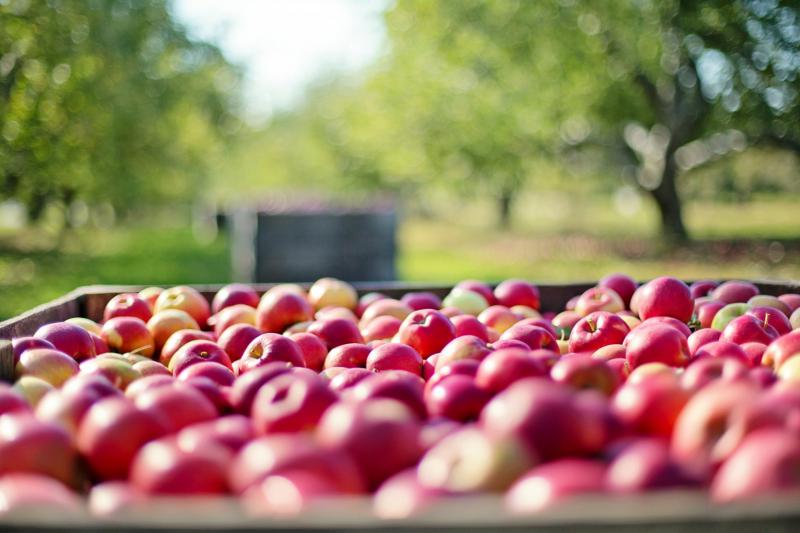  Недбалість аграрних чиновників призвела до блокування экспорту українського яблука до Індонезії