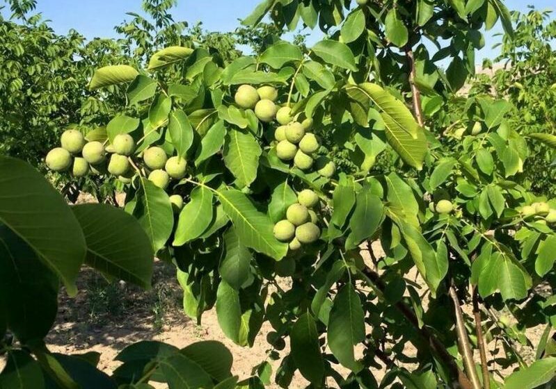  Українські горіховоди в рамках виставки АГРОПОРТ зможуть відвідати найпівнічнійший сад горіхів країни