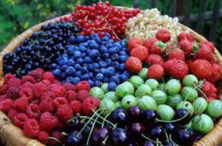 Экспорт украинской плодово-ягодной продукции вырос на 10%