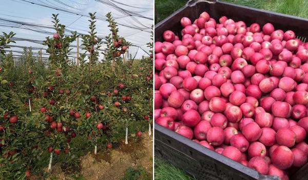  Во Франции впервые убран урожай яблок сорта Сноу