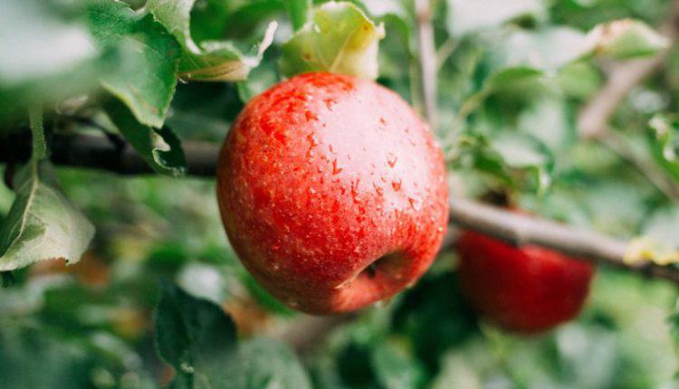  На Херсонщині заклали яблуневий сад елітних сортів