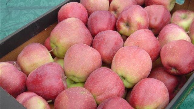  На польском рынке сложно найти яблоки высокого качества