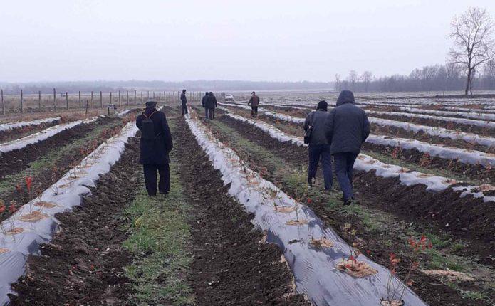  Фермерское хозяйство на Прикарпатье заложило 10 га голубики