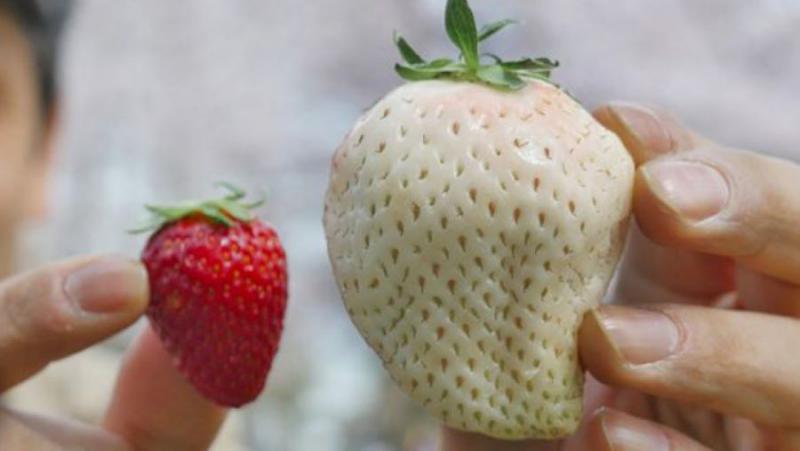  За найдорожчу полуницю у світі платять 10 доларів за ягоду