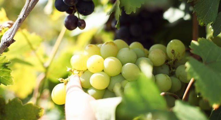  Україна оновила рекорд з імпорту фруктів, які можуть вирощувати вітчизняні фермери
