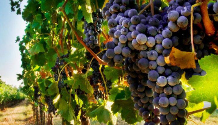  Україна має величезний потенціал розвитку виноградного ринку