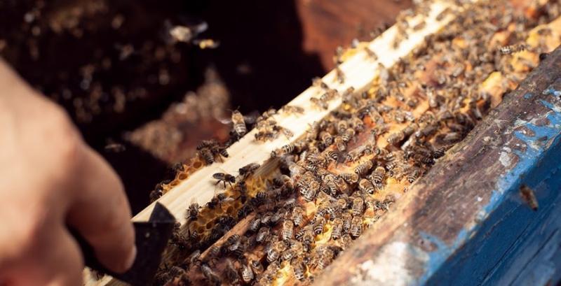  ЄС заборонив пестицид компанії Bayer за його шкоду бджолам