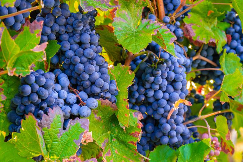  Переробка винограду в Україні різко знизилась