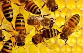  Мексиканські фермери придумали як рятувати бджіл від пестицидів