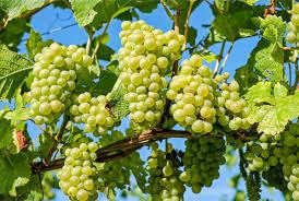  Селекционеры Чили вывели два сорта столового винограда