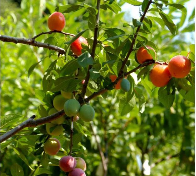  У США створили дерево, що одночасно дає 40 різних кісточкових плодів