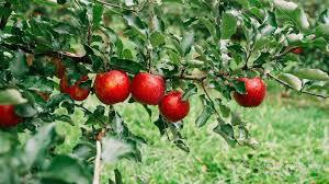  Експорт українських яблук зростає