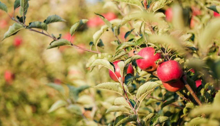  Виноград та яблуня лідирують за скороченням площ серед плодово-ягідних культур