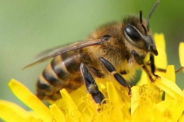  За каждую пчелосемью пасечникам выплатят дотации