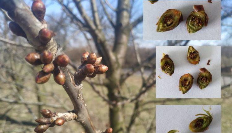  Польські садівники зазнали втрат врожаю через весняні заморозки