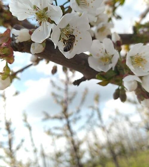  Бджоли рятують урожай в українських садах після нічних заморозків