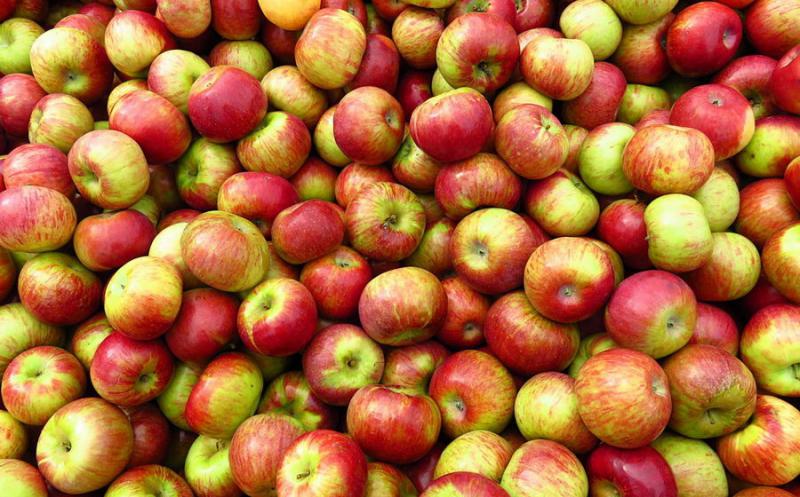  В Польше растут цены на промышленное яблоко