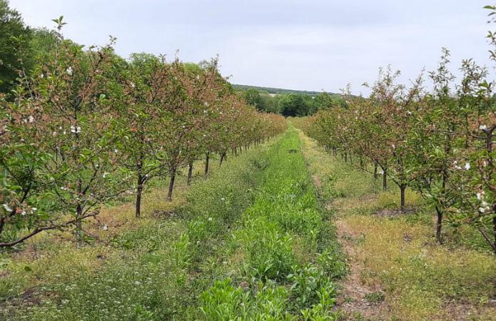  В Винницкой области закладывают вишневый сад