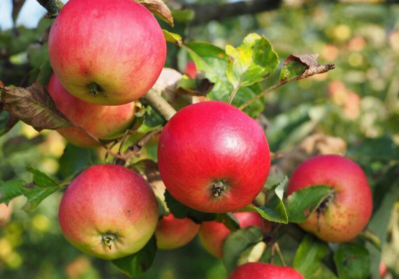  У одного з найбільших виробників яблук ФГ «Гадз» від заморозків постраждало 25% дерев