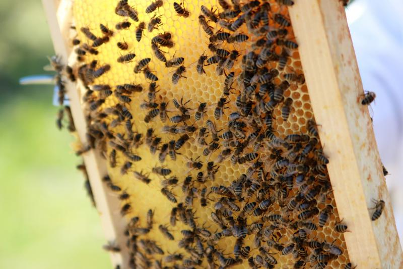  Кабмін включив бджільництво до напрямків підтримки галузі тваринництва у 2020 році