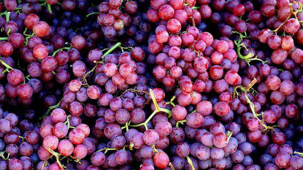  Виноградари Молдовы надеются на хороший урожай
