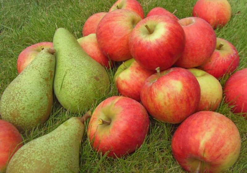  Урожай яблока и груши в Украине в 2020 году будет низким, а цены высокими —  мнение игроков рынка