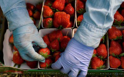  Ціни на фрукти і ягоди в Україні різко зросли