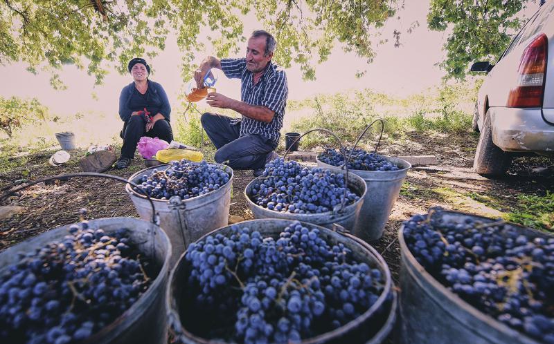  Коронавирус не помеха ртвели – правительство Грузии поможет сфере виноделия