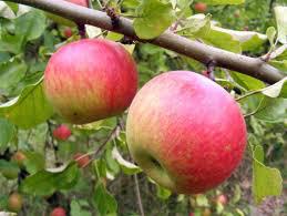  Американские производители фруктов инвестируют в рекламу яблок и конкуренцию