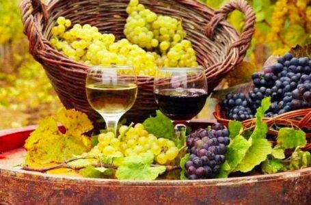 Парламентарі зробили крок до стимулювання розвитку виноградарства в Україні