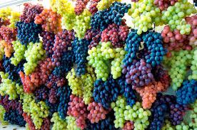  Винороби про гібриди – що варто знати й враховувати на виробництві
