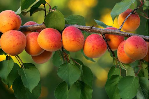  В Украине поступили на продажу первые партии абрикоса