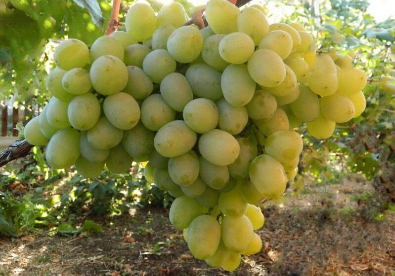  Украинский столовый виноград уже в продаже
