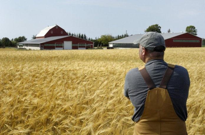  В Україні понад мільйон незареєстрованих малих фермерських господарств