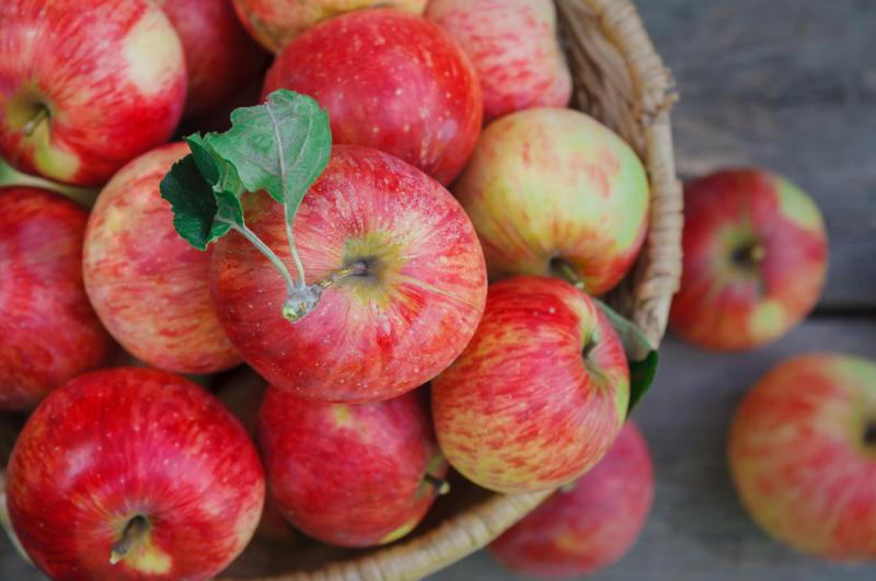  Урожай промислових яблук цього сезону на 40% перевищить минулорічний