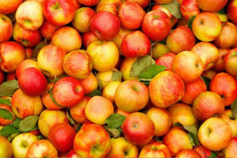  Стало відомо, чому зросла ціна на українські яблука нового врожаю