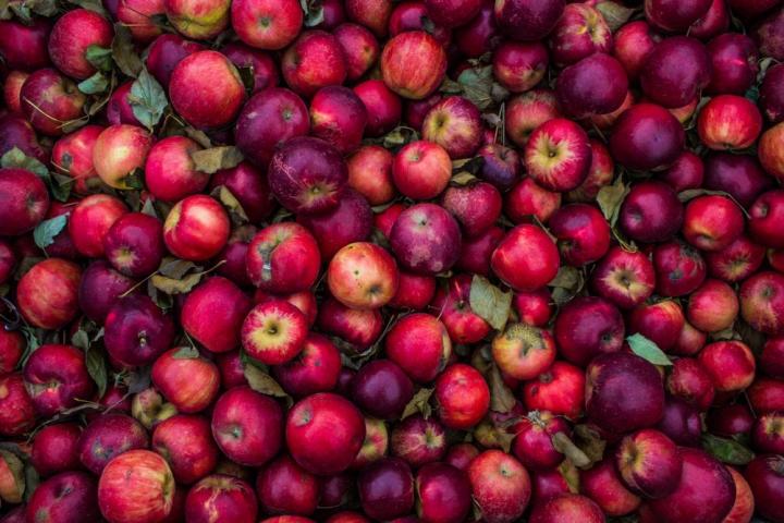 В Україні розпочали збирати урожай ранніх яблук