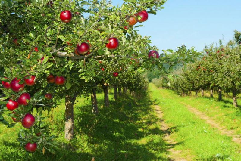  Яблочные завалы: США не может никак распродать запасы яблока урожая 2019 года