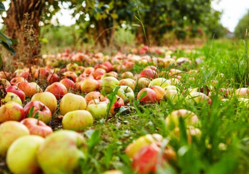  Остатки яблок в хранилищах Европы на 33% меньше, чем годом ранее