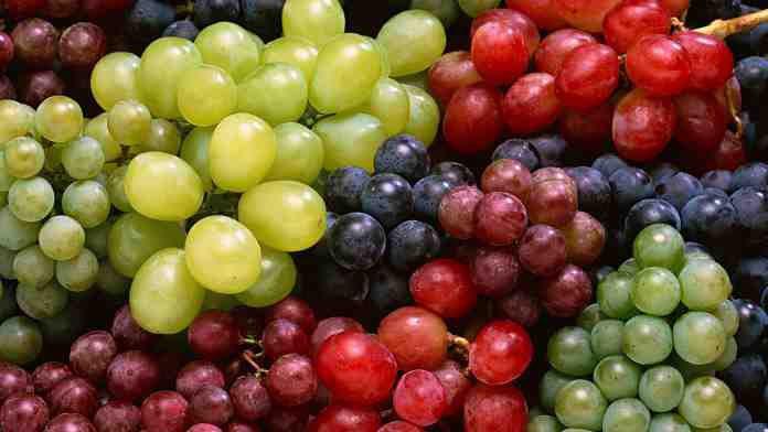  В Україні оприлюднено рентабельність вирощування винограду
