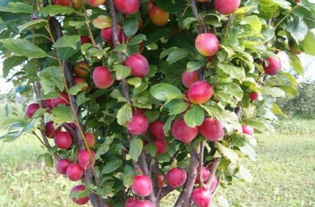 В Україні почали вирощувати гібрид сливи та персика, який не боїться засухи та морозів
