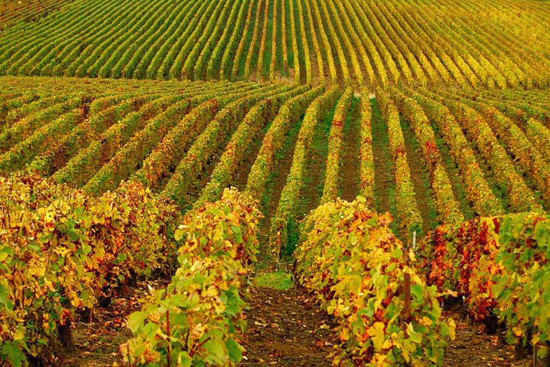  У Мінекономіки розпочне роботу міжвідомча робоча група з розвитку виноградарства та виноробства