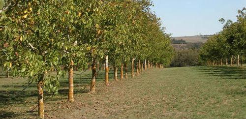  Промислові горіхові сади можуть стати візитною карткою Поліського садівництва