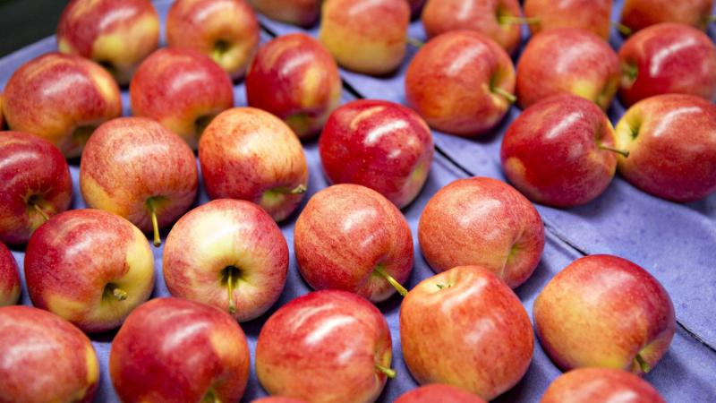  Урожай яблока в ЕС будет сравнительно невысоким