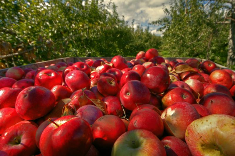  В Україні восени рекордно подешевшають яблука