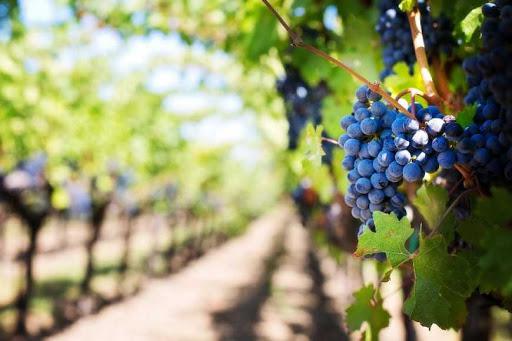  Експерт спрогнозував врожай технічного винограду в Україні