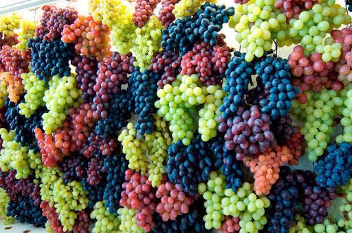  Эксперт дал прогноз урожая винограда винных сортов