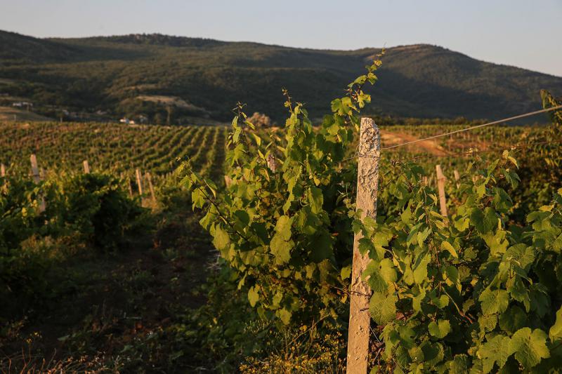  Власти Франции помогут владельцам виноградников